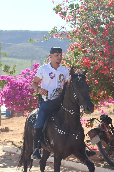 Cavalgada da palmeira — foto 3